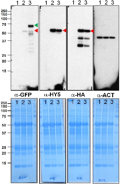 western blot using anti-HY5 antibodies